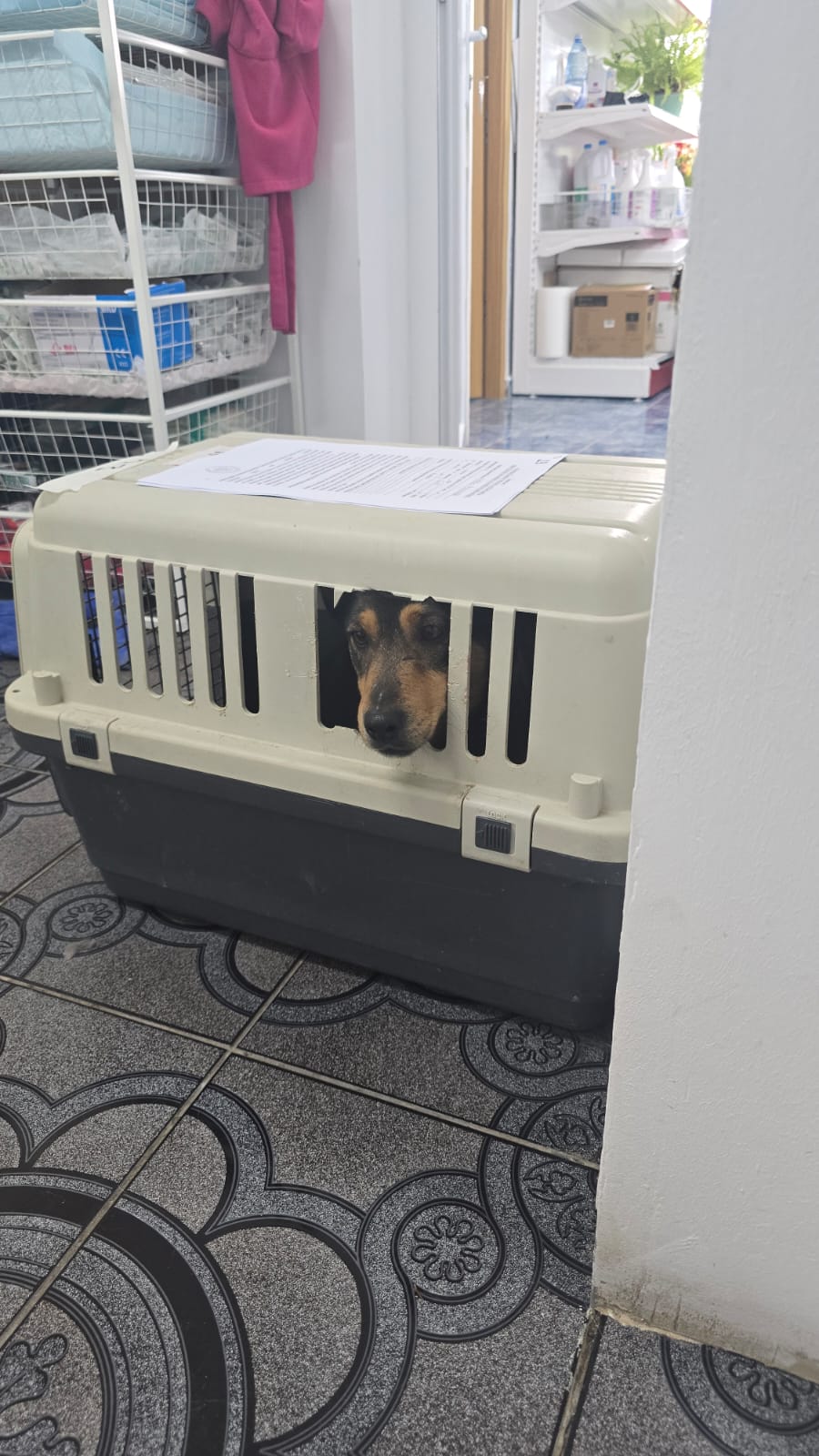 the-great-catsby-photo_6 🔊SPRING SPAYATHON COMPLETE 🐾