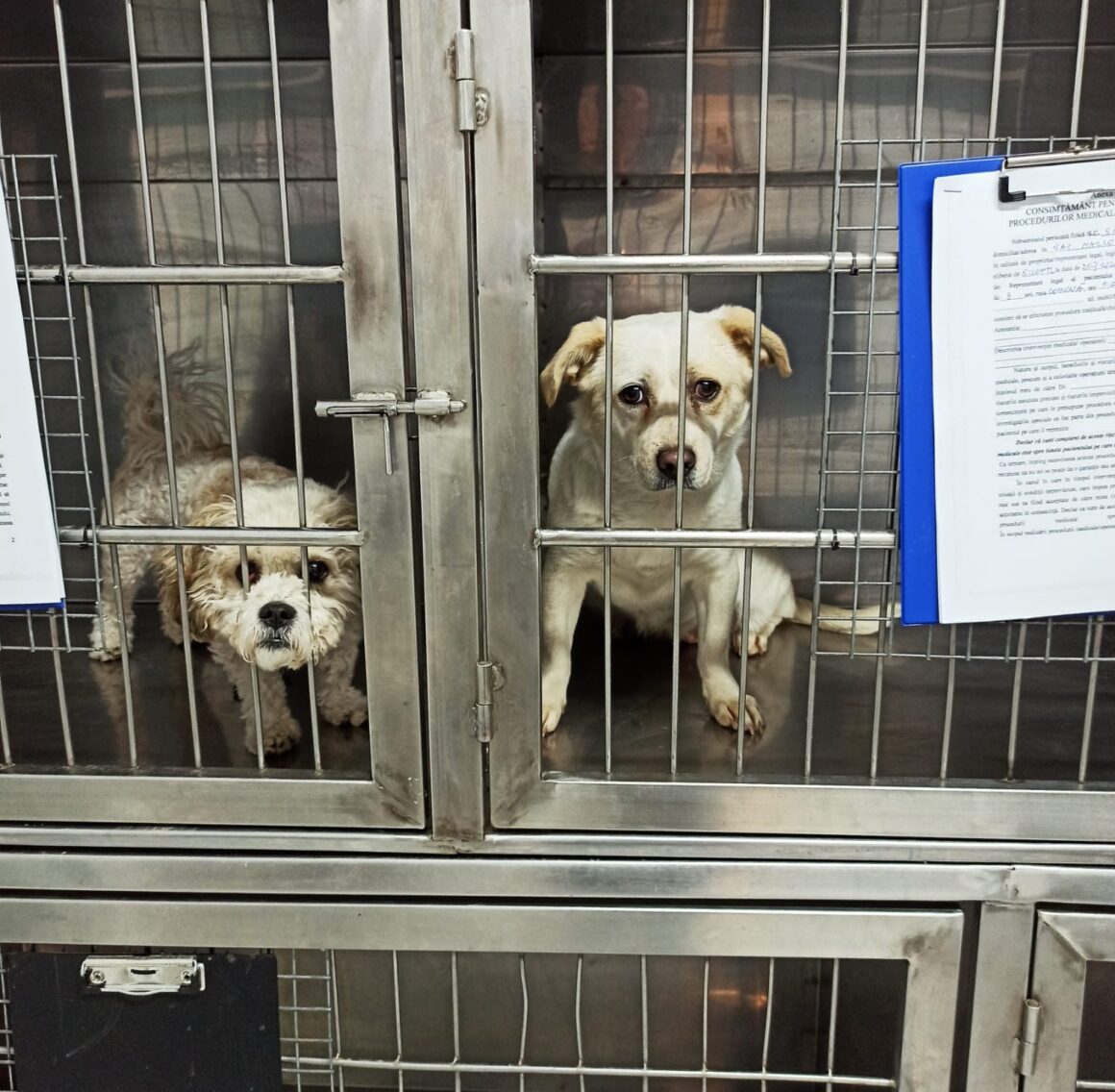 the-great-catsby-photo_7 🔊SPRING SPAYATHON COMPLETE 🐾