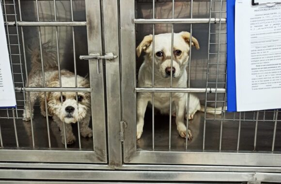 🔊SPRING SPAYATHON COMPLETE 🐾