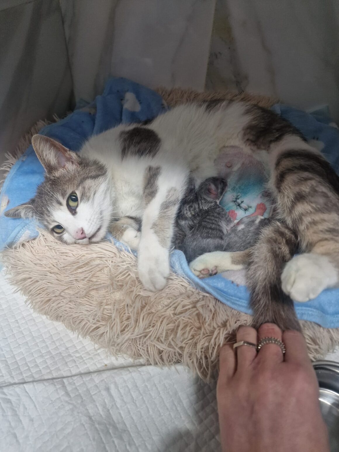 the-great-catsby-photo_8 🔊SPRING SPAYATHON COMPLETE 🐾