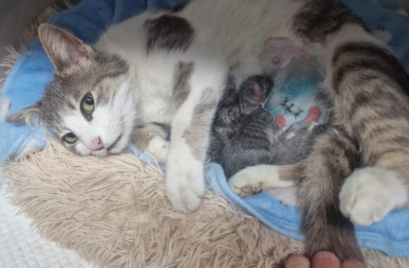 🔊SPRING SPAYATHON COMPLETE 🐾