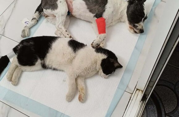 🔊SPRING SPAYATHON COMPLETE 🐾