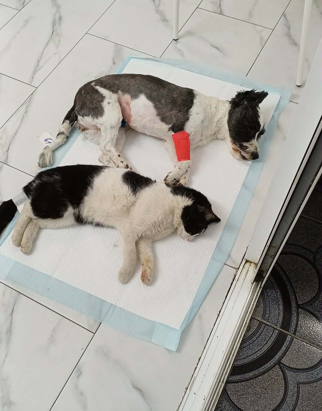 the-great-catsby-photo_9 🔊SPRING SPAYATHON COMPLETE 🐾