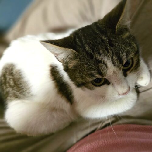 Nellie