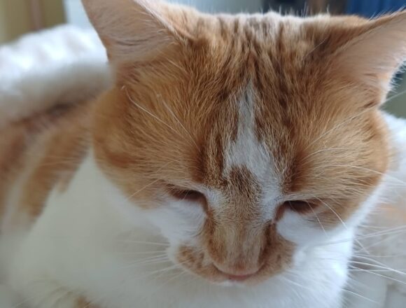 the-great-catsby-590433608_1274867331481036_8746191645898210578_n Minnie