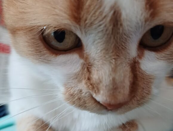 the-great-catsby-598169153_1972234663401548_5717673113749550593_n Minnie