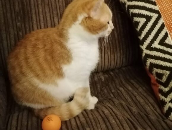 the-great-catsby-695434531_3295186373993571_360485285491044674_n Minnie