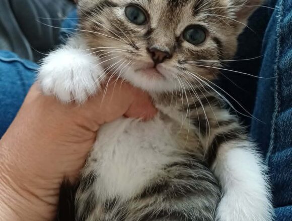 Ziggy