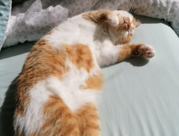 the-great-catsby-703473317_26469448479403478_6276005909823115297_n Minnie