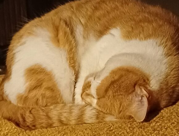 the-great-catsby-705728680_1006732212105794_5482794370273834378_n Minnie