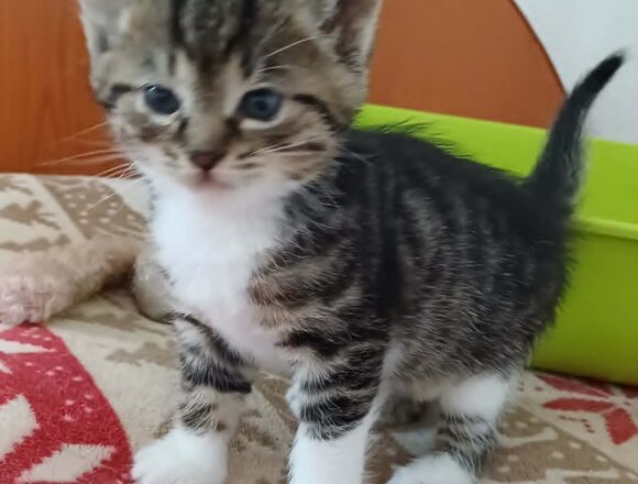 Ziggy