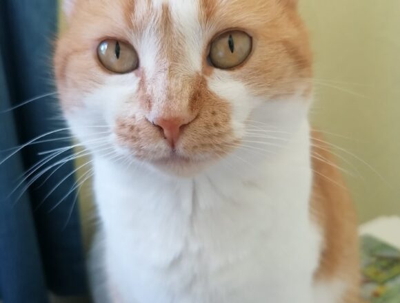 Minnie