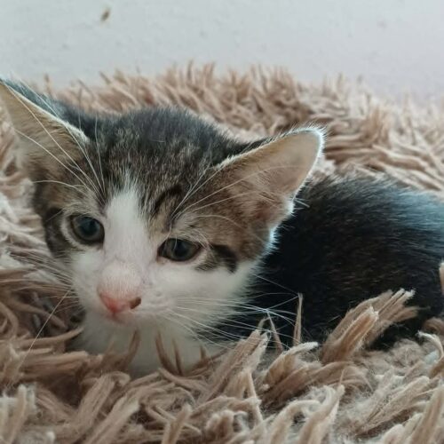 Minou