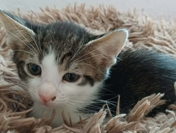 Minou