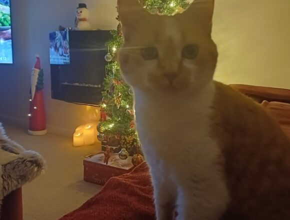 the-great-catsby-707370232_2219708832137680_6027904429897342629_n Minnie