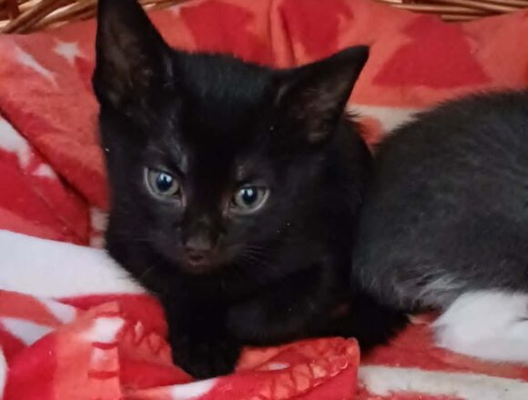 Berlioz
