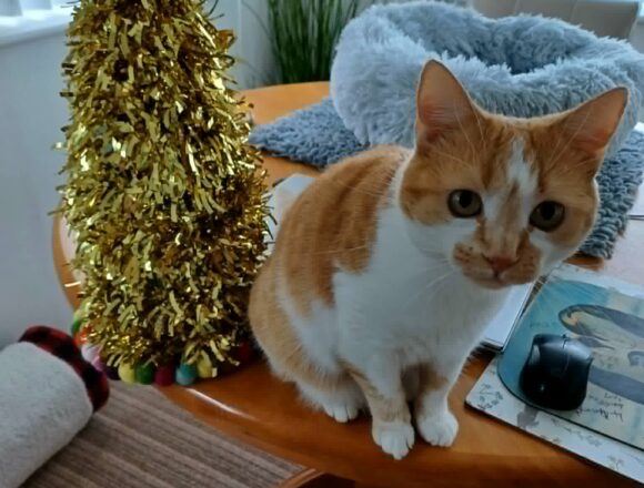 the-great-catsby-707376440_1296839592656225_3236716398706244552_n Minnie