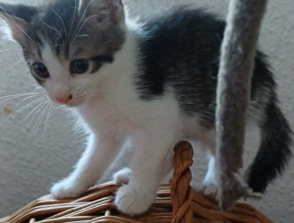 Minou