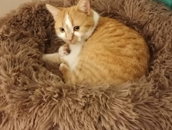 the-great-catsby-707406142_979173184906524_389930639091709960_n Minnie