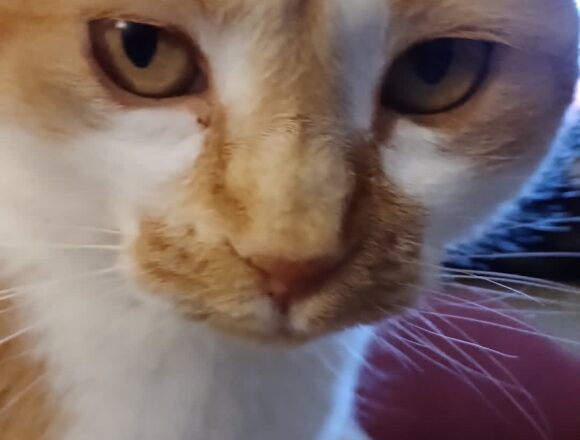 the-great-catsby-707872587_863775633434361_8057385360102561597_n Minnie