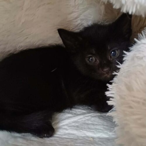 Berlioz