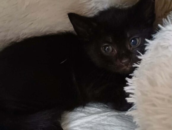 Berlioz