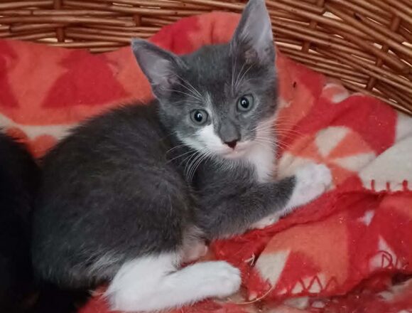 Bertie