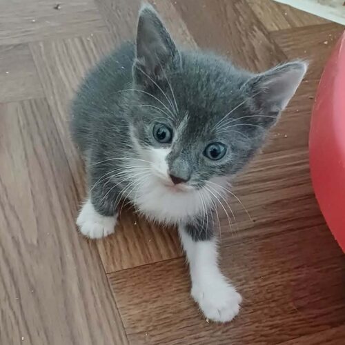 Bertie