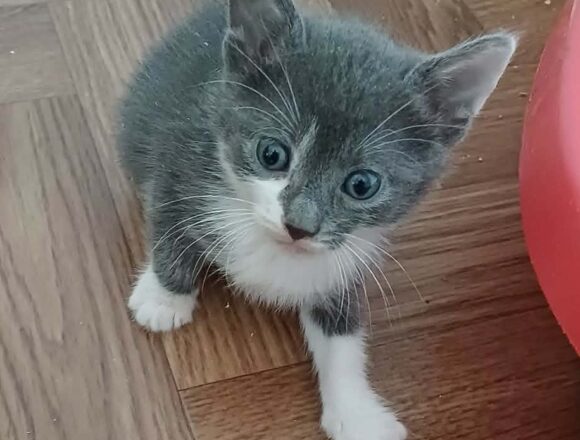 Bertie