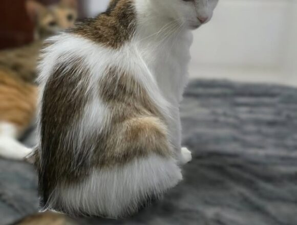Nyla (FIV+)
