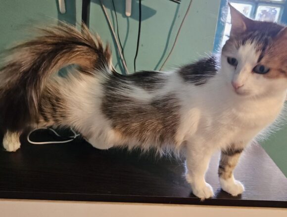Nyla (FIV+)