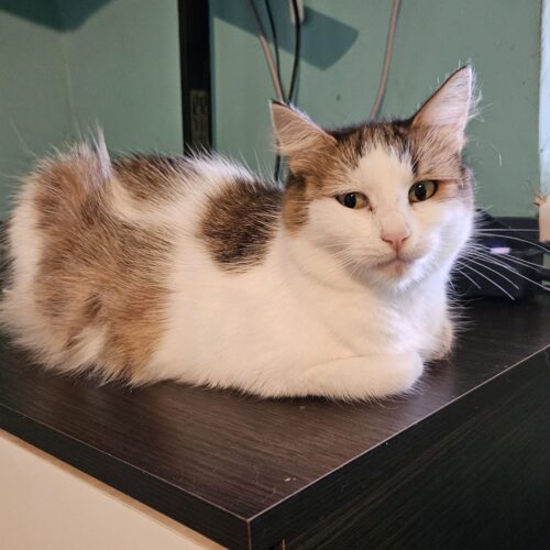 Nyla (FIV+)