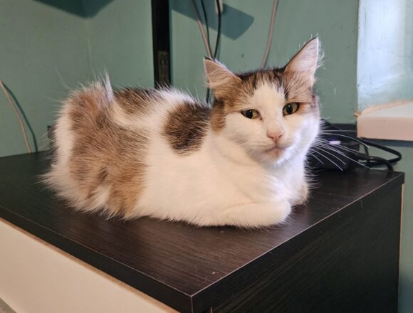 Nyla (FIV+)