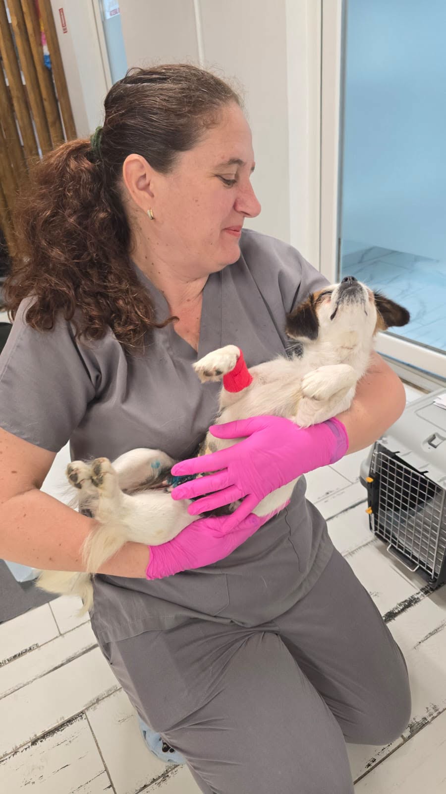 the-great-catsby-740953750_4621211288202113_8323122537333317896_n ❗️SPAYATHON WRAP-UP❗️
