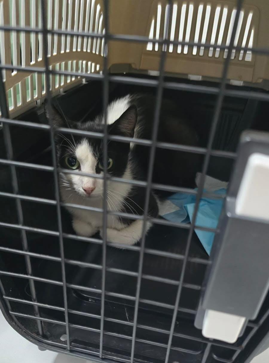 the-great-catsby-742586433_1748014809965153_4988634882467549109_n ❗️SPAYATHON WRAP-UP❗️