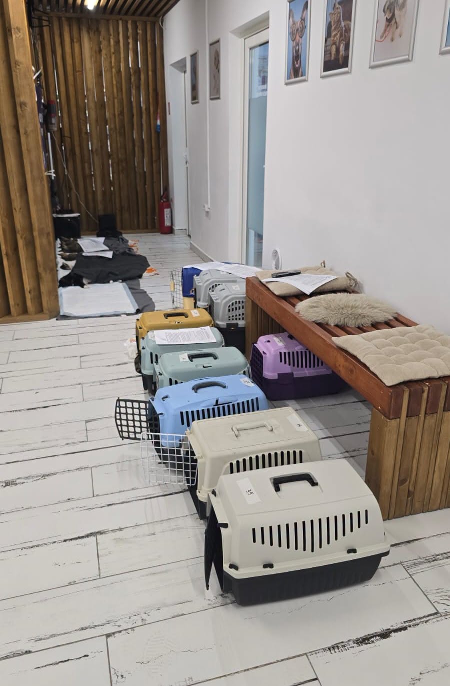 the-great-catsby-743337078_2053552075242439_7378313650698873958_n ❗️SPAYATHON WRAP-UP❗️