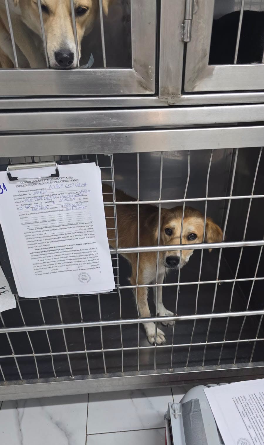 the-great-catsby-747941292_1588955423240879_732933654745964397_n ❗️SPAYATHON WRAP-UP❗️