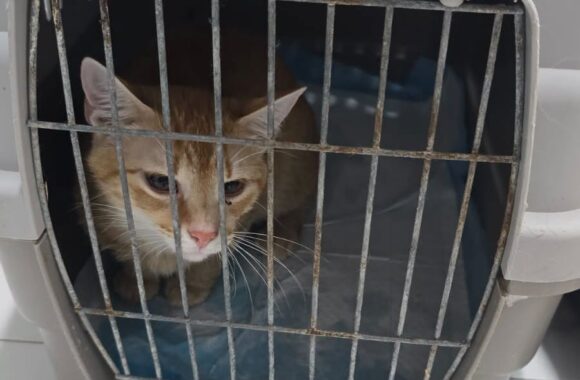 the-great-catsby-748907862_1690227915418081_4148413637947381545_n ❗️SPAYATHON WRAP-UP❗️