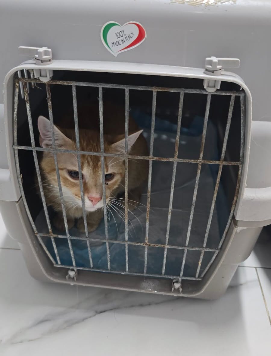 the-great-catsby-748907862_1690227915418081_4148413637947381545_n ❗️SPAYATHON WRAP-UP❗️