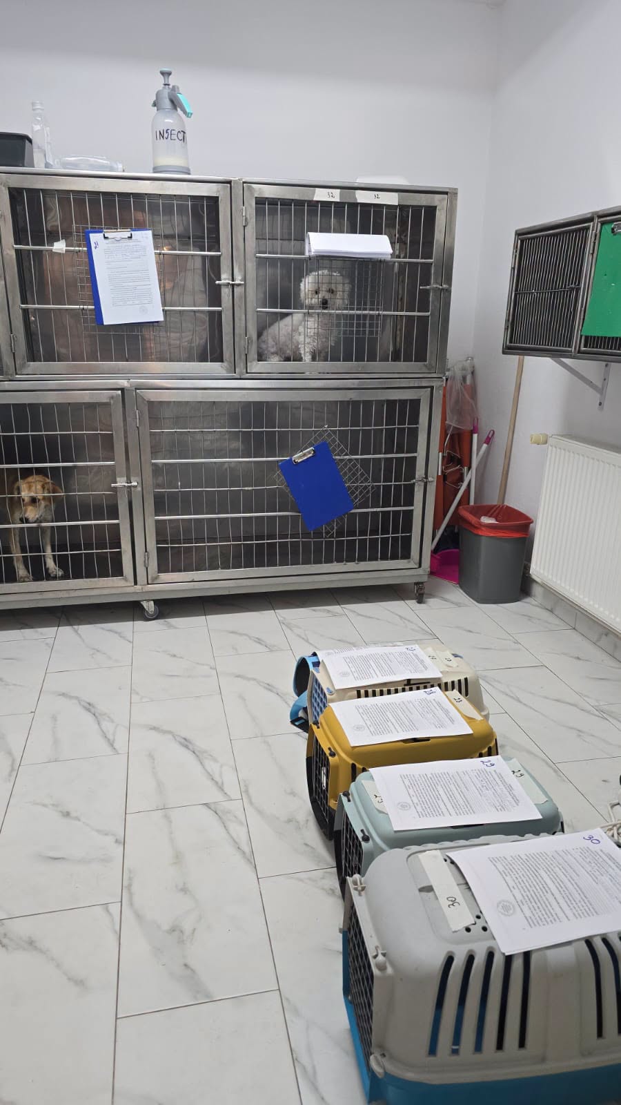 the-great-catsby-748954596_1507074650625134_1784651501252037223_n ❗️SPAYATHON WRAP-UP❗️