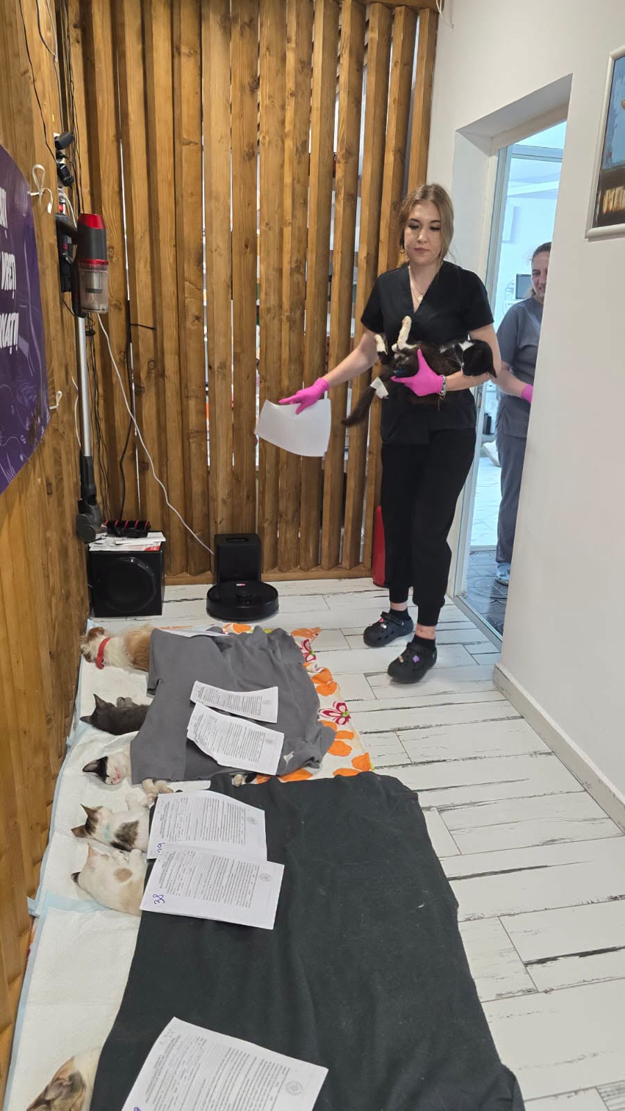 the-great-catsby-749286931_4590247361298875_1972090017961749146_n ❗️SPAYATHON WRAP-UP❗️