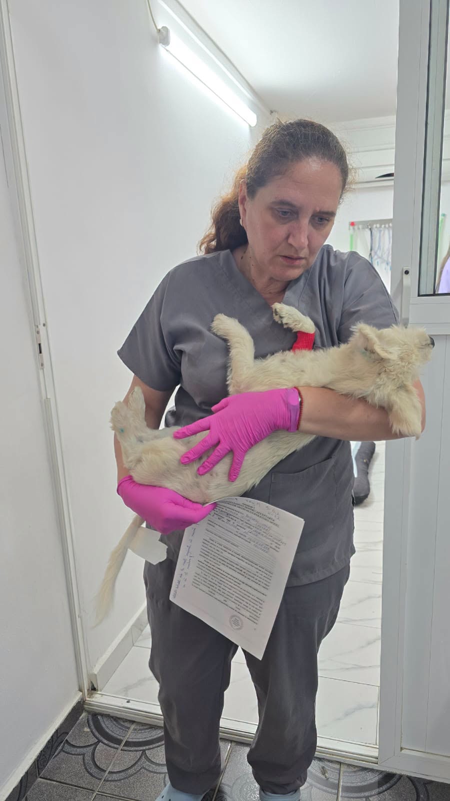 the-great-catsby-749301517_2268143130682636_4861766731949578826_n ❗️SPAYATHON WRAP-UP❗️