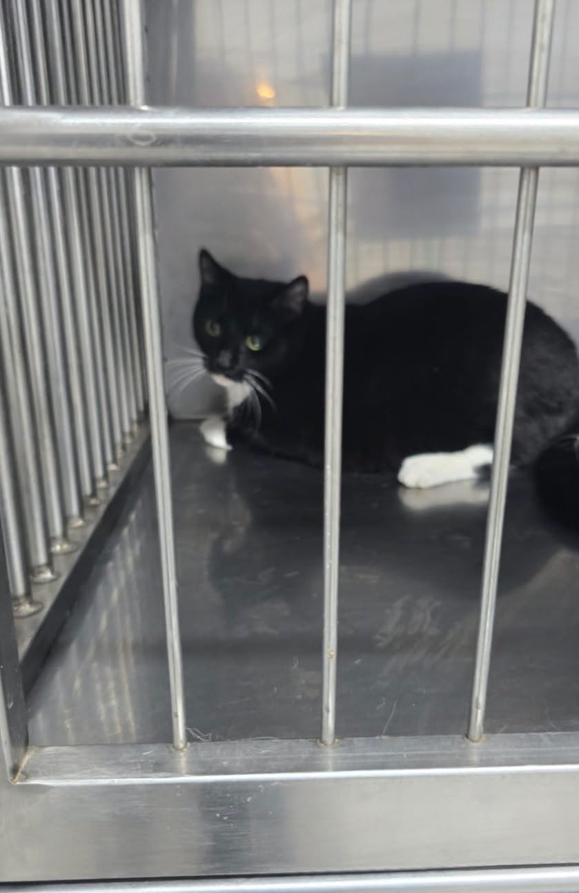 the-great-catsby-750566643_2676968136030614_1016397055886834785_n ❗️SPAYATHON WRAP-UP❗️
