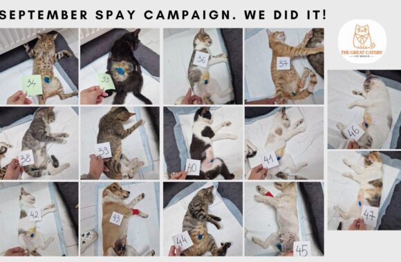 the-great-catsby-829157851_1625990698899443_8883545414736145310_n 🧡 SEPTEMBER SPAY CAMPAIGN – WRAP UP! 🧡