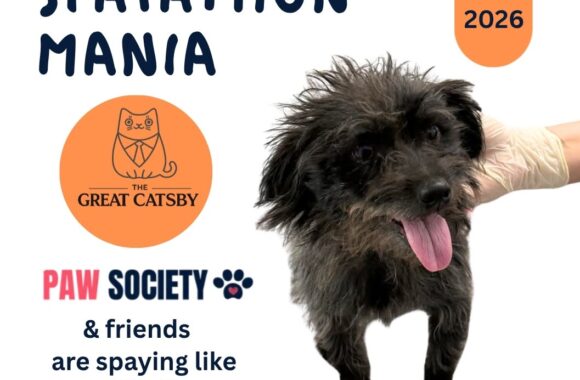the-great-catsby-831154939_1431522299122539_428791241633694203_n 🧡 OCTOBER SPAY & NEUTER NEWS – AND IT’S BIG! 🧡