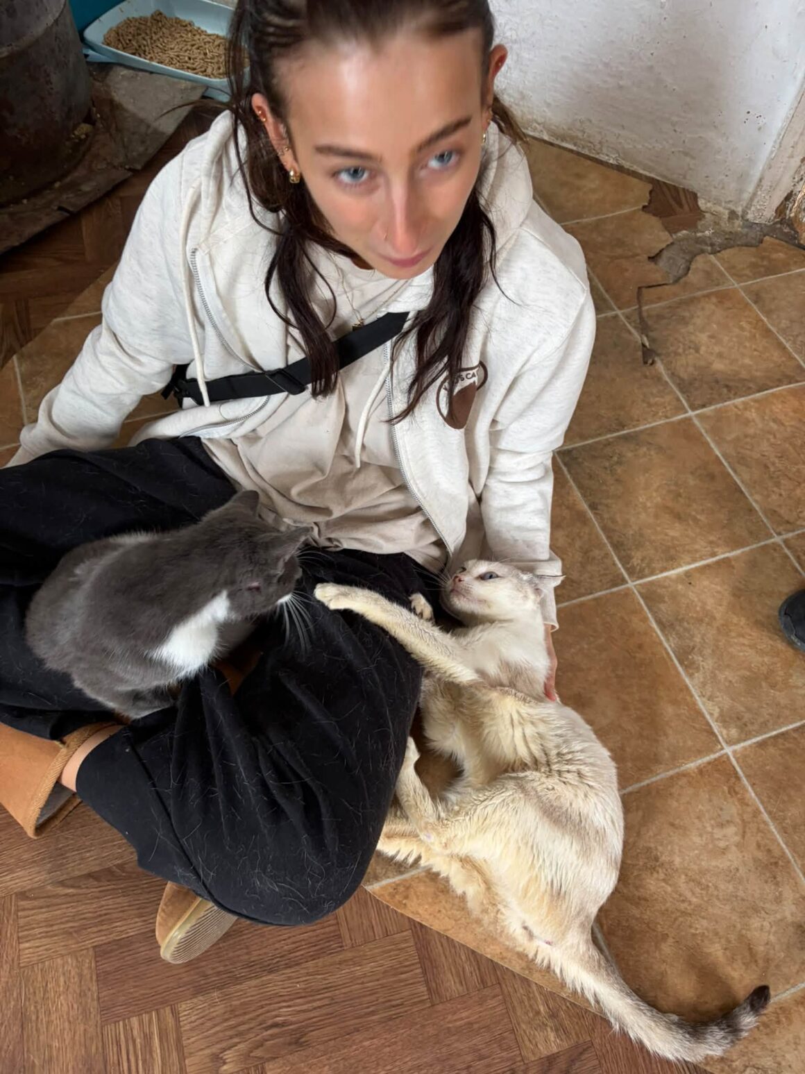 🧡 121 CATS & DOGS SPAYED AND NEUTERED IN TWO DAYS! 🐾 … & more 🧡