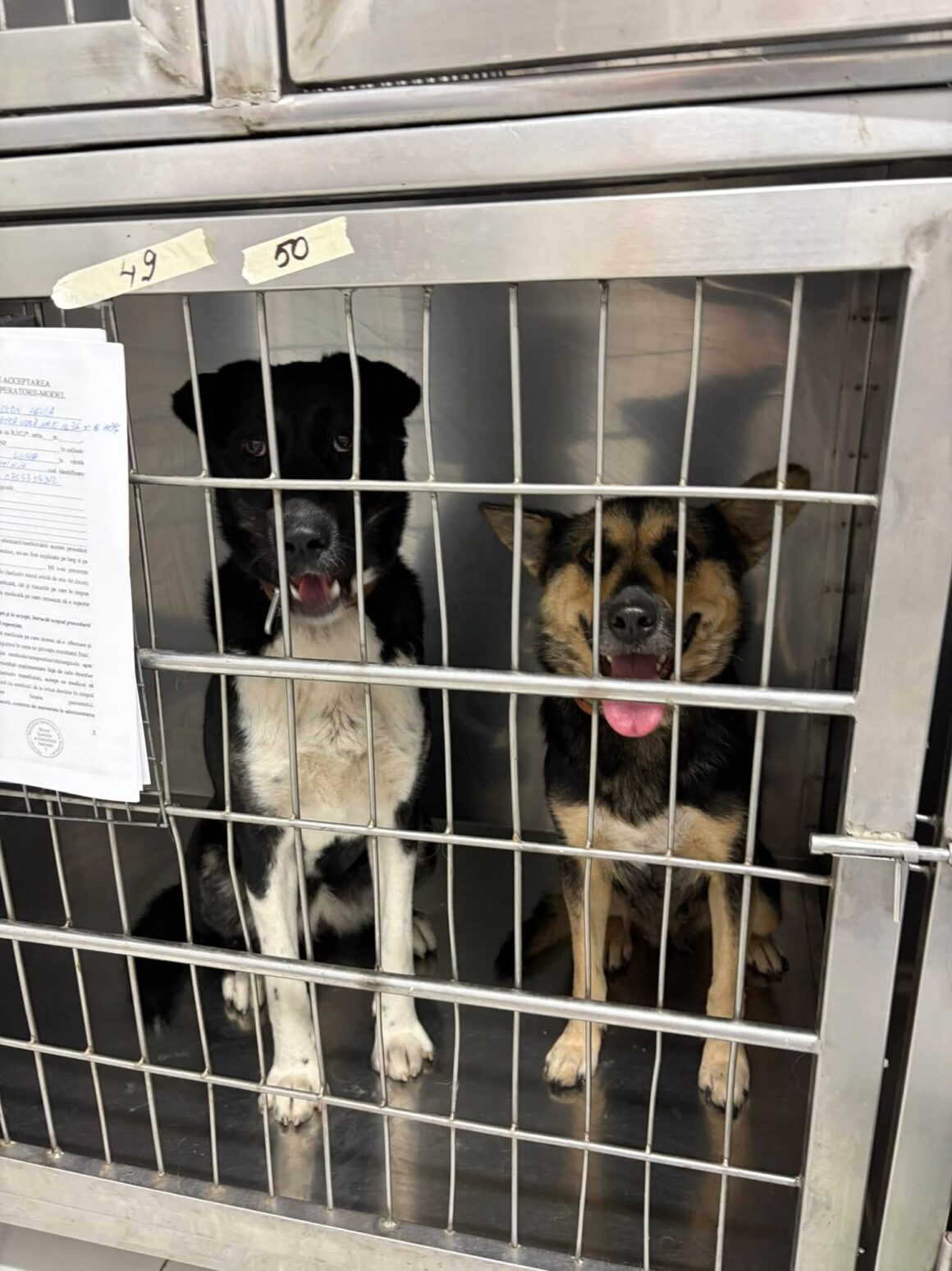 🧡 121 CATS & DOGS SPAYED AND NEUTERED IN TWO DAYS! 🐾 … & more 🧡
