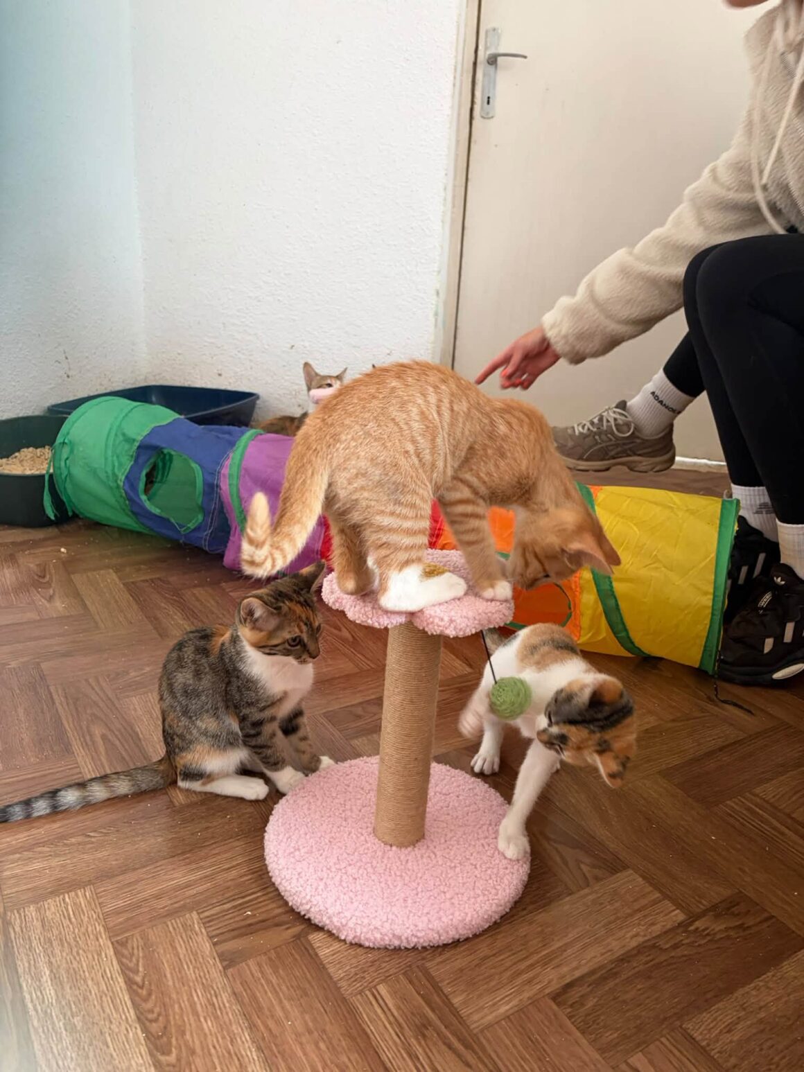 🧡 121 CATS & DOGS SPAYED AND NEUTERED IN TWO DAYS! 🐾 … & more 🧡