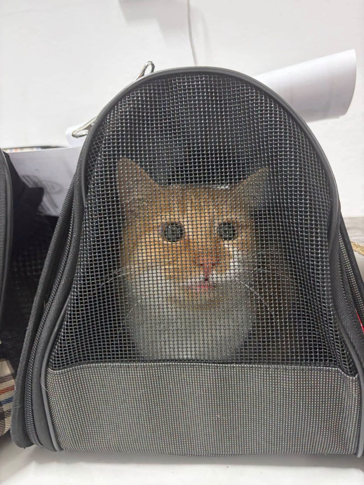 🧡 121 CATS & DOGS SPAYED AND NEUTERED IN TWO DAYS! 🐾 … & more 🧡