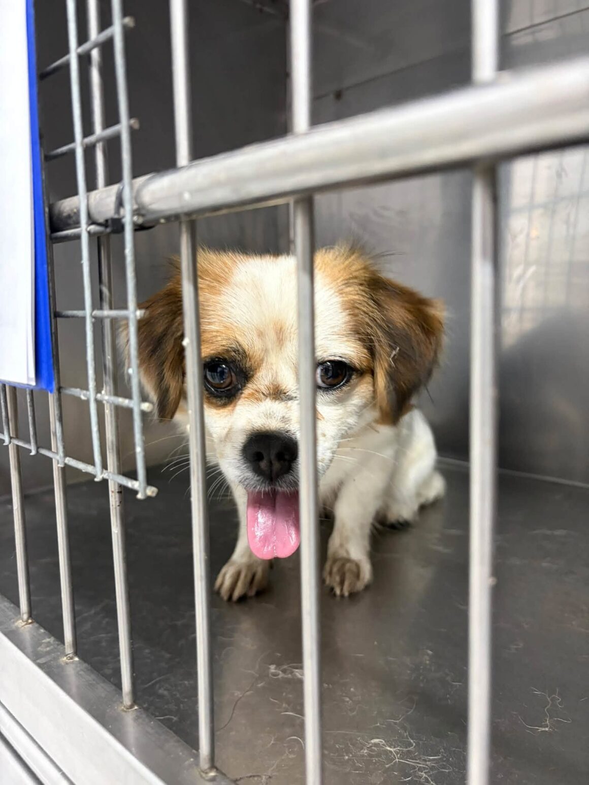 🧡 121 CATS & DOGS SPAYED AND NEUTERED IN TWO DAYS! 🐾 … & more 🧡